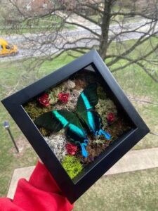 Shadow Boxes